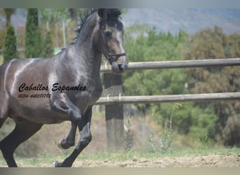 PRE, Stallion, 3 years, 15.2 hh, Gray-Dark-Tan