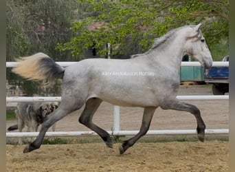 PRE Mix, Stallion, 3 years, 15.2 hh, Gray