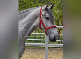 PRE Mix, Stallion, 3 years, 15.2 hh, Gray