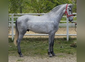 PRE Mix, Stallion, 3 years, 15.2 hh, Gray