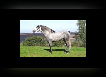 PRE, Stallion, 3 years, 15,2 hh, Gray