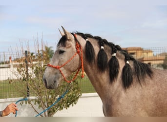 PRE, Stallion, 3 years, 15.2 hh, Gray-Red-Tan