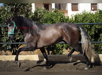 PRE, Stallion, 3 years, 15.2 hh, Gray