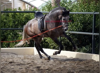 PRE, Stallion, 3 years, 15.2 hh, Gray