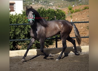 PRE, Stallion, 3 years, 15.2 hh, Gray