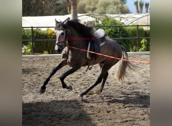 PRE, Stallion, 3 years, 15.2 hh, Gray