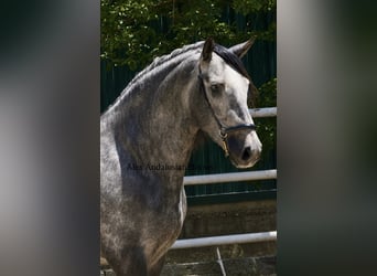 PRE Mix, Stallion, 3 years, 15.2 hh, Grey