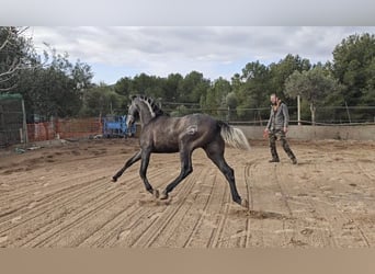 PRE, Stallion, 3 years, 15.2 hh, Grey-Blue-Tan