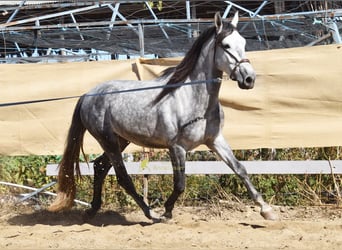 PRE, Stallion, 3 years, 15.2 hh, Grey