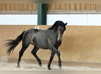 PRE, Stallion, 3 years, 15.2 hh, Grey