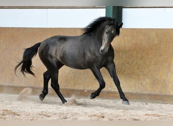 PRE, Stallion, 3 years, 15.2 hh, Grey