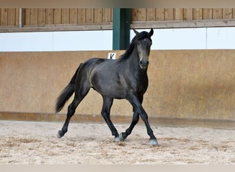 PRE, Stallion, 3 years, 15.2 hh, Grey