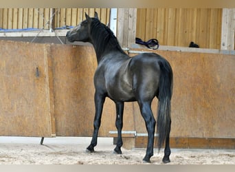 PRE, Stallion, 3 years, 15.2 hh, Grey