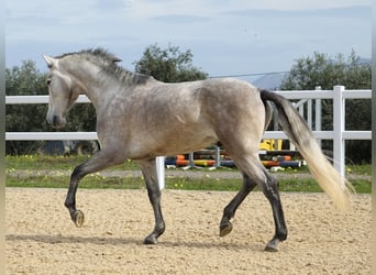 PRE, Stallion, 3 years, 15.2 hh, Grey