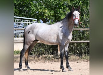 PRE Mix, Stallion, 3 years, 15.2 hh, Grey