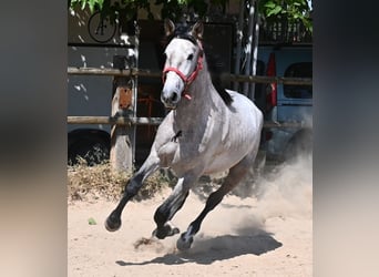 PRE Mix, Stallion, 3 years, 15.2 hh, Grey