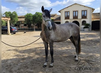 PRE Mix, Stallion, 3 years, 15.2 hh, Grey
