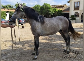 PRE Mix, Stallion, 3 years, 15.2 hh, Grey