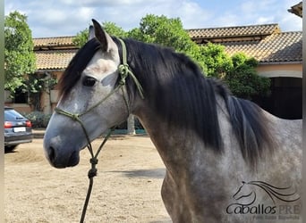 PRE Mix, Stallion, 3 years, 15.2 hh, Grey