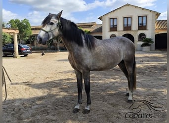 PRE Mix, Stallion, 3 years, 15.2 hh, Grey