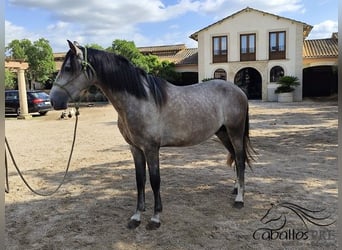 PRE Mix, Stallion, 3 years, 15.2 hh, Grey