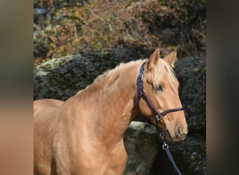 PRE, Stallion, 3 years, 15.2 hh, Palomino