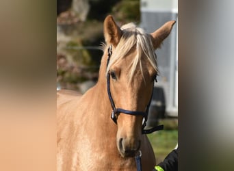 PRE, Stallion, 3 years, 15.2 hh, Palomino