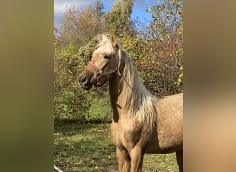 PRE Mix, Stallion, 3 years, 15.2 hh, Palomino