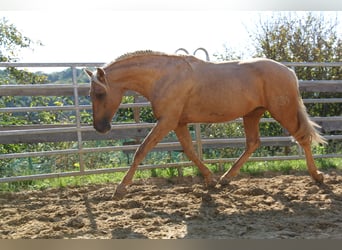 PRE, Stallion, 3 years, 15.2 hh, Palomino