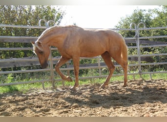 PRE, Stallion, 3 years, 15.2 hh, Palomino