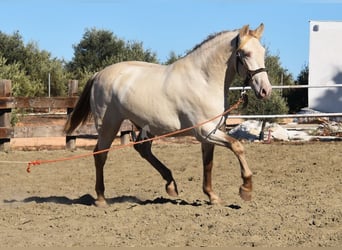 PRE, Stallion, 3 years, 15.2 hh, Pearl