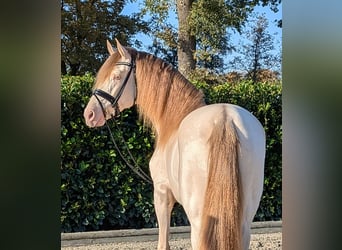 PRE, Stallion, 3 years, 15,2 hh, Pearl