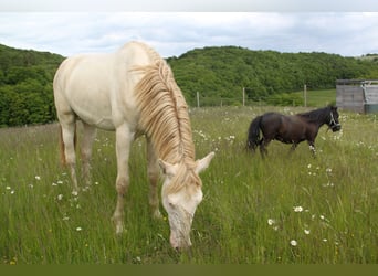 PRE Mix, Stallion, 3 years, 15.2 hh, Perlino
