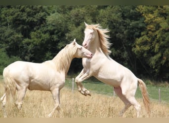 PRE, Stallion, 3 years, 15.2 hh, Perlino
