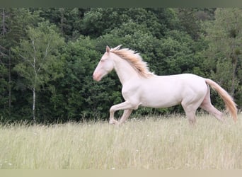 PRE Mix, Stallion, 3 years, 15.2 hh, Perlino