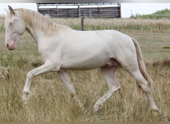 PRE, Stallion, 3 years, 15.2 hh, Perlino