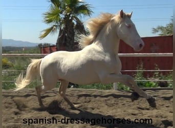 PRE, Stallion, 3 years, 15.2 hh, Perlino