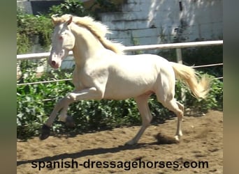 PRE, Stallion, 3 years, 15.2 hh, Perlino