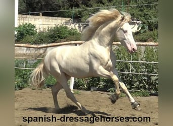 PRE, Stallion, 3 years, 15.2 hh, Perlino