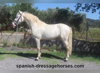 PRE, Stallion, 3 years, 15.2 hh, Perlino