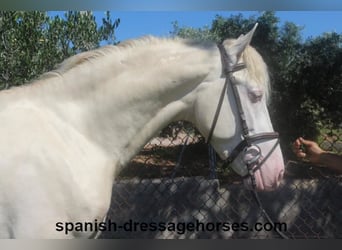 PRE, Stallion, 3 years, 15.2 hh, Perlino