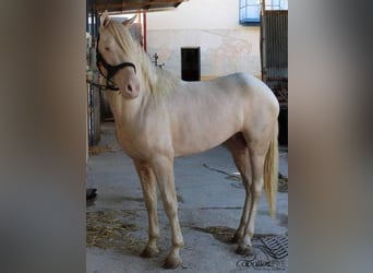 PRE, Hengst, 3 Jahre, 15,2 hh, Perlino