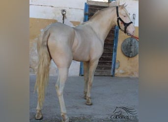 PRE, Hengst, 3 Jahre, 15,2 hh, Perlino