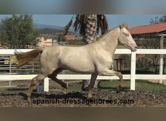 PRE Mix, Hengst, 3 Jahre, 15,2 hh, Perlino