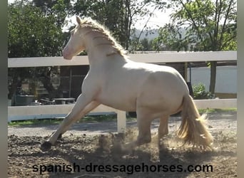 PRE Mix, Hengst, 3 Jahre, 15,2 hh, Perlino