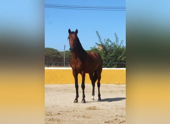 PRE Mix, Stallion, 3 years, 15,3 hh, Bay