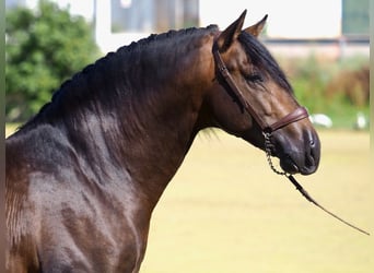 PRE Mix, Stallion, 3 years, 15,3 hh, Bay