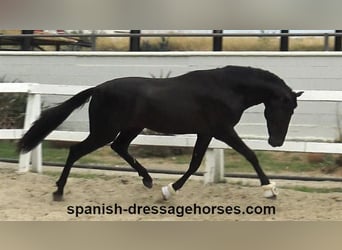 PRE Mix, Stallion, 3 years, 15,3 hh, Black