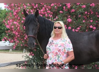 PRE Mix, Stallion, 3 years, 15,3 hh, Black