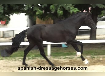 PRE Mix, Stallion, 3 years, 15,3 hh, Black